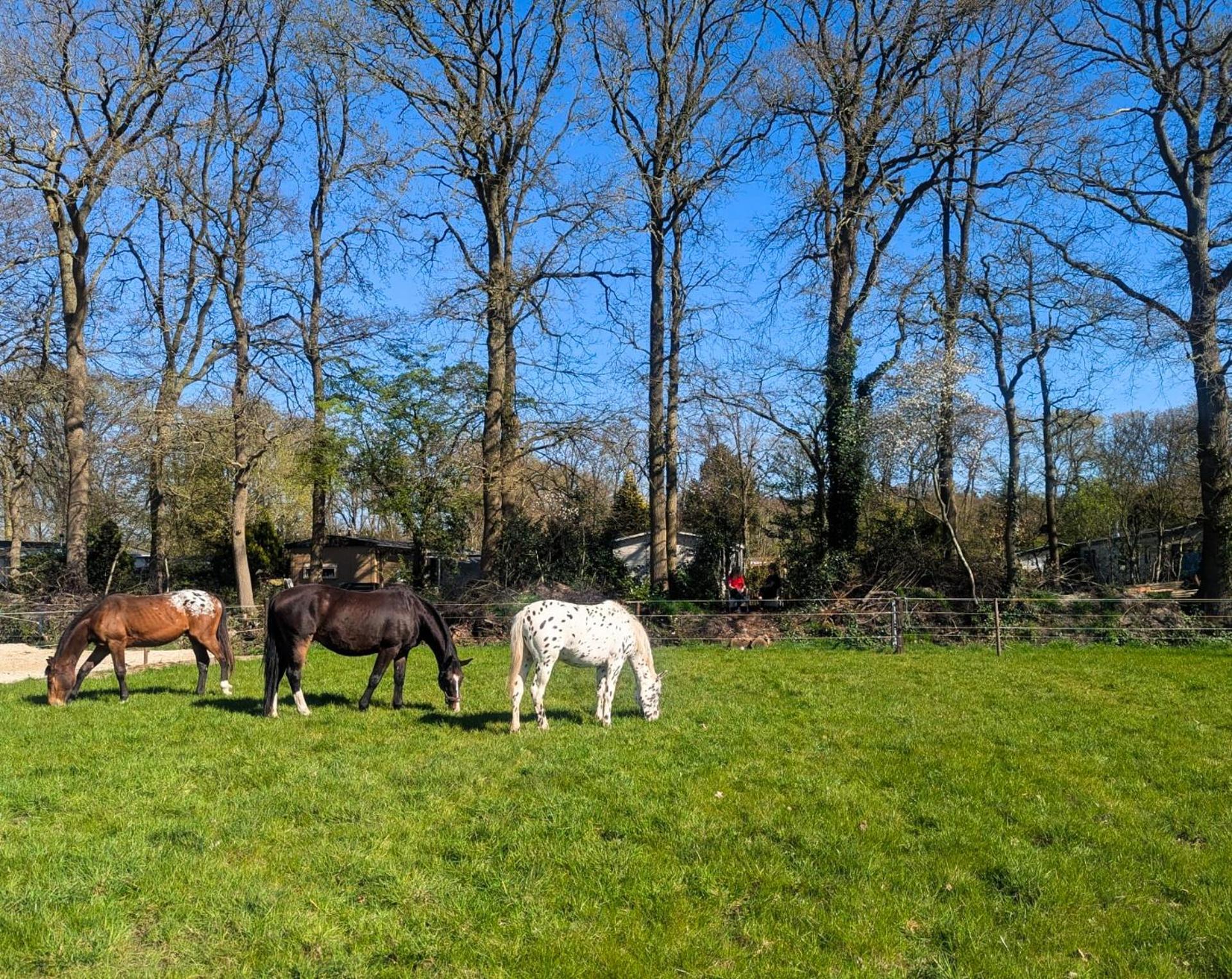 Hotel Chique Chalet Met Zicht Over De Weilanden Op De Veluwe Epe Buitenkant foto